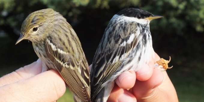 The Bird Banding Station at Ruthven Park Is Open During the Migratory Seasons