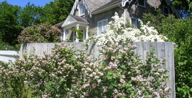 Hutchison House with lilacs and honey suckle in bloom