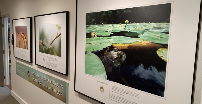 Canadian Wildlife Photography of the Year | Ontario Museum Association